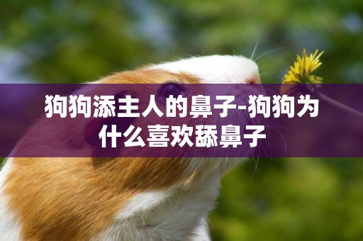 狗狗添主人的鼻子-狗狗為什么喜歡舔鼻子