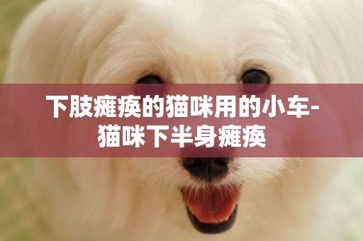 下肢癱瘓的貓咪用的小車-貓咪下半身癱瘓