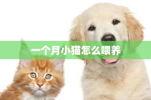 一個月小貓怎么喂養