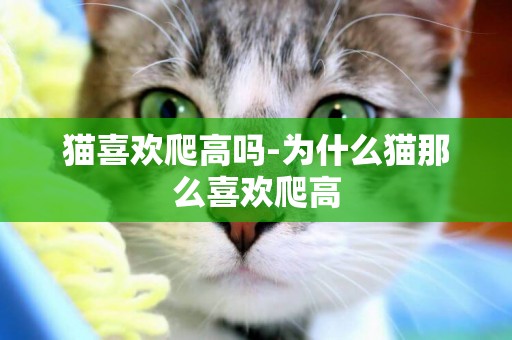 貓喜歡爬高嗎-為什么貓那么喜歡爬高