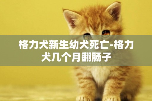 格力犬新生幼犬死亡-格力犬幾個月翻腸子