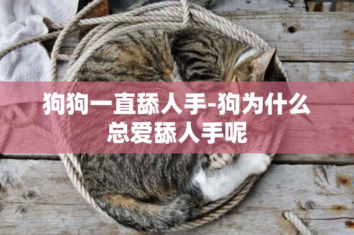 狗狗一直舔人手-狗為什么總愛舔人手呢