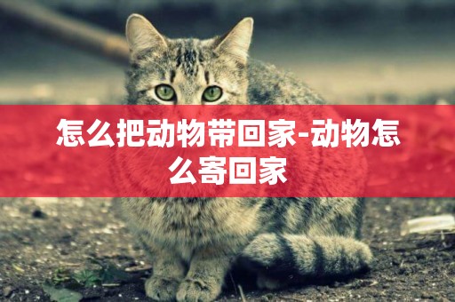 怎么把動物帶回家-動物怎么寄回家