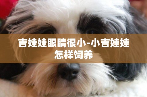 吉娃娃眼睛很小-小吉娃娃怎樣飼養