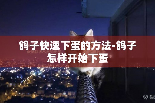 鴿子快速下蛋的方法-鴿子怎樣開始下蛋