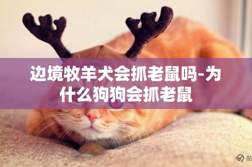 邊境牧羊犬會抓老鼠嗎-為什么狗狗會抓老鼠
