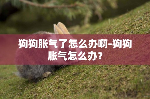狗狗脹氣了怎么辦啊-狗狗脹氣怎么辦？