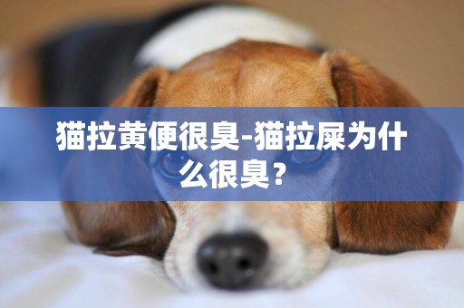 貓拉黃便很臭-貓拉屎為什么很臭？