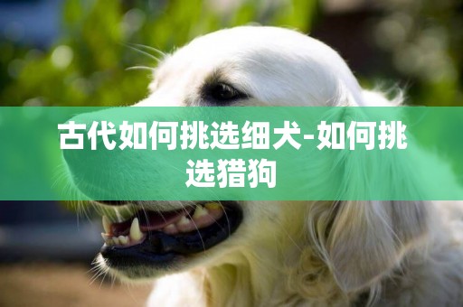 古代如何挑選細犬-如何挑選獵狗