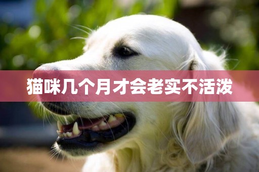 貓咪幾個月才會老實不活潑