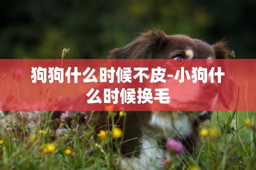 狗狗什么時候不皮-小狗什么時候換毛