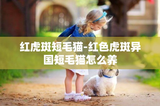 紅虎斑短毛貓-紅色虎斑異國短毛貓怎么養