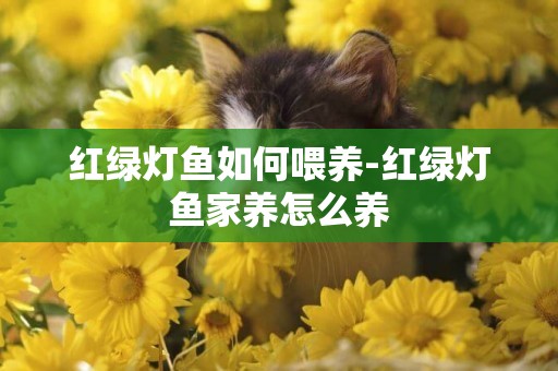紅綠燈魚如何喂養-紅綠燈魚家養怎么養