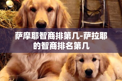 薩摩耶智商排第幾-薩拉耶的智商排名第幾