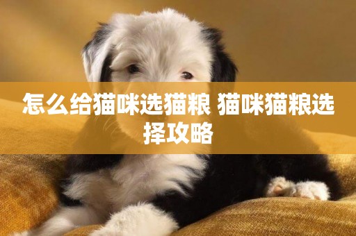 怎么給貓咪選貓糧 貓咪貓糧選擇攻略