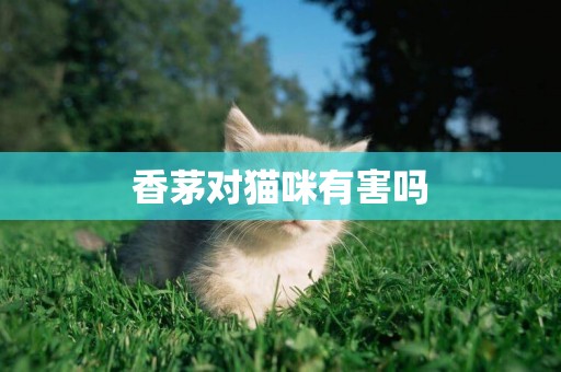 香茅對貓咪有害嗎