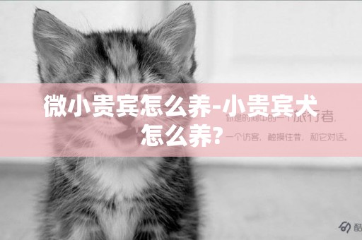 微小貴賓怎么養-小貴賓犬怎么養?