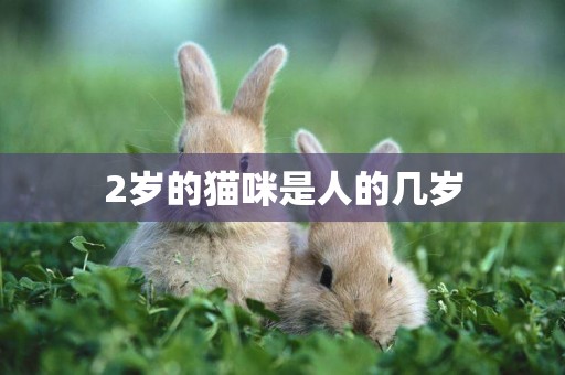 2歲的貓咪是人的幾歲