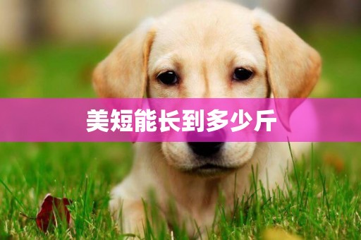 美短能長到多少斤