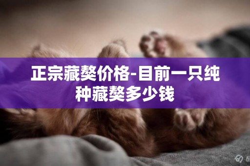 正宗藏獒價格-目前一只純種藏獒多少錢