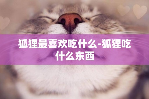狐貍最喜歡吃什么-狐貍吃什么東西
