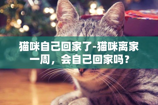 貓咪自己回家了-貓咪離家一周，會自己回家嗎？
