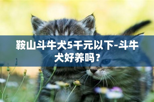 鞍山斗牛犬5千元以下-斗牛犬好養嗎？