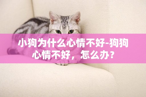 小狗為什么心情不好-狗狗心情不好，怎么辦？