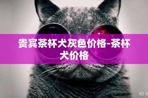 貴賓茶杯犬灰色價格-茶杯犬價格