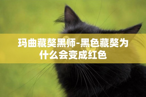 瑪曲藏獒黑師-黑色藏獒為什么會變成紅色