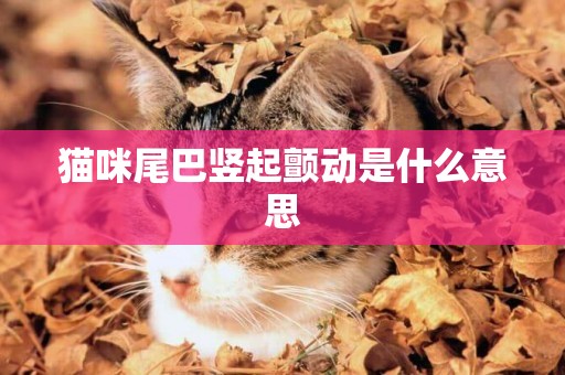 貓咪尾巴豎起顫動是什么意思