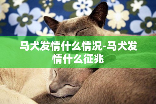 馬犬發情什么情況-馬犬發情什么征兆