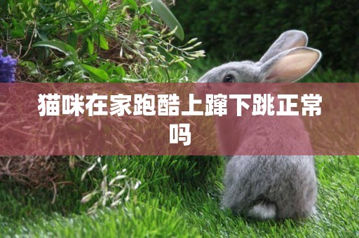 貓咪在家跑酷上躥下跳正常嗎