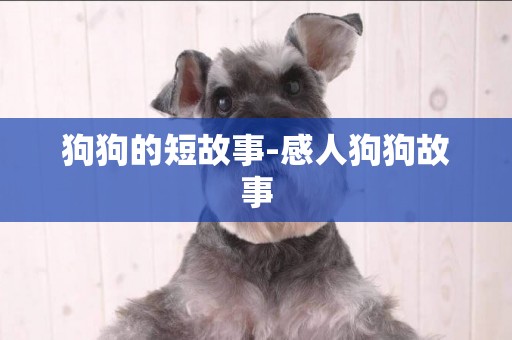 狗狗的短故事-感人狗狗故事