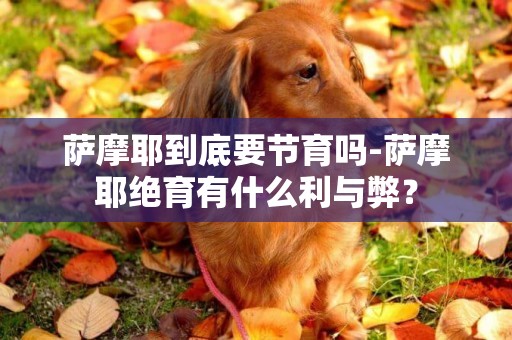 薩摩耶到底要節育嗎-薩摩耶絕育有什么利與弊？