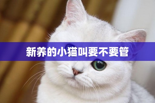新養的小貓叫要不要管