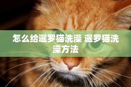 怎么給暹羅貓洗澡 暹羅貓洗澡方法