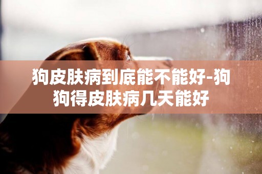 狗皮膚病到底能不能好-狗狗得皮膚病幾天能好