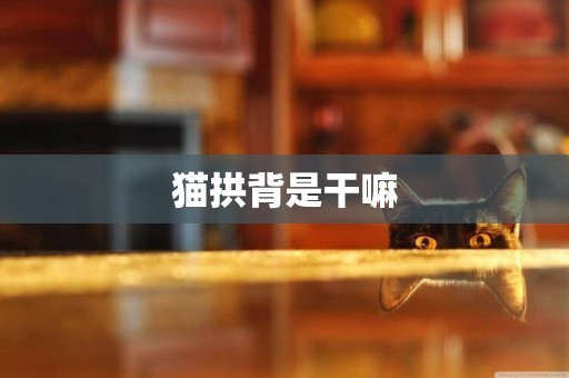 貓拱背是干嘛