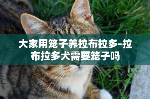 大家用籠子養拉布拉多-拉布拉多犬需要籠子嗎