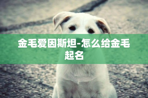 金毛愛因斯坦-怎么給金毛起名
