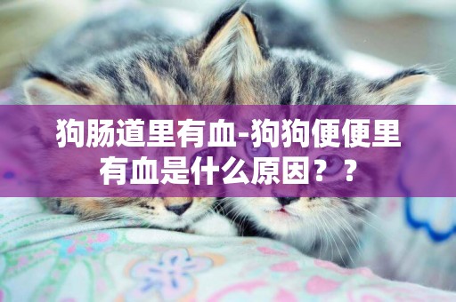 狗腸道里有血-狗狗便便里有血是什么原因？？
