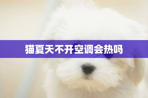 貓夏天不開空調會熱嗎