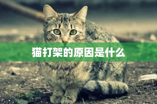 貓打架的原因是什么