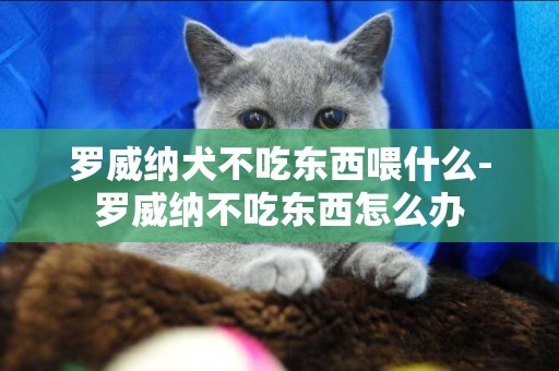 羅威納犬不吃東西喂什么-羅威納不吃東西怎么辦