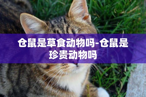 倉鼠是草食動物嗎-倉鼠是珍貴動物嗎