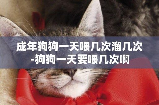 成年狗狗一天喂幾次溜幾次-狗狗一天要喂幾次啊