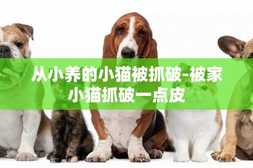 從小養的小貓被抓破-被家小貓抓破一點皮