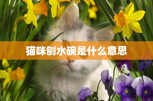 貓咪刨水碗是什么意思