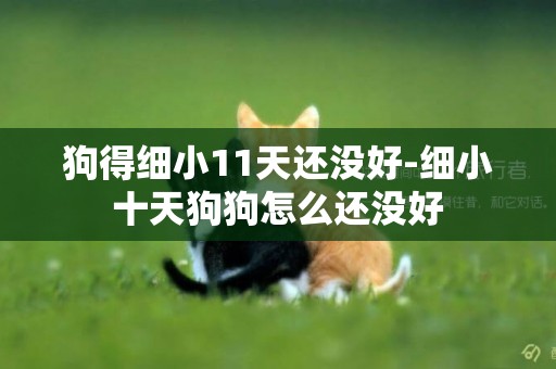 狗得細小11天還沒好-細小十天狗狗怎么還沒好